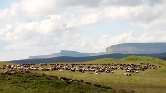 Weidewirtschaft in Gebirgen Weidewirtschaft in Gebirgen
