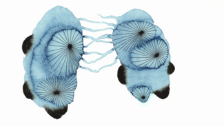 cesa wendt zeichnungen - Ausstellung im Wissenschaftszentrum Bonn